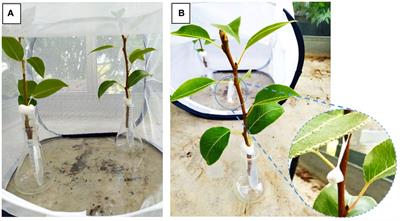 Evaluation of a push-and-pull strategy using volatiles of host and non-host plants for the management of pear psyllids in organic farming